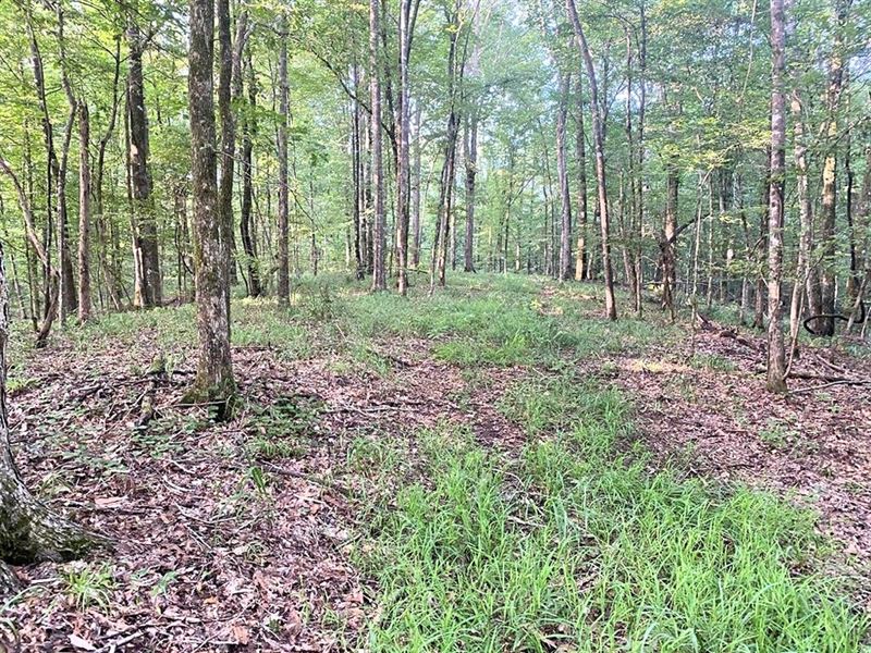 152 Acre Hunting Land for Sale, Farm for Sale in Mississippi, 291818