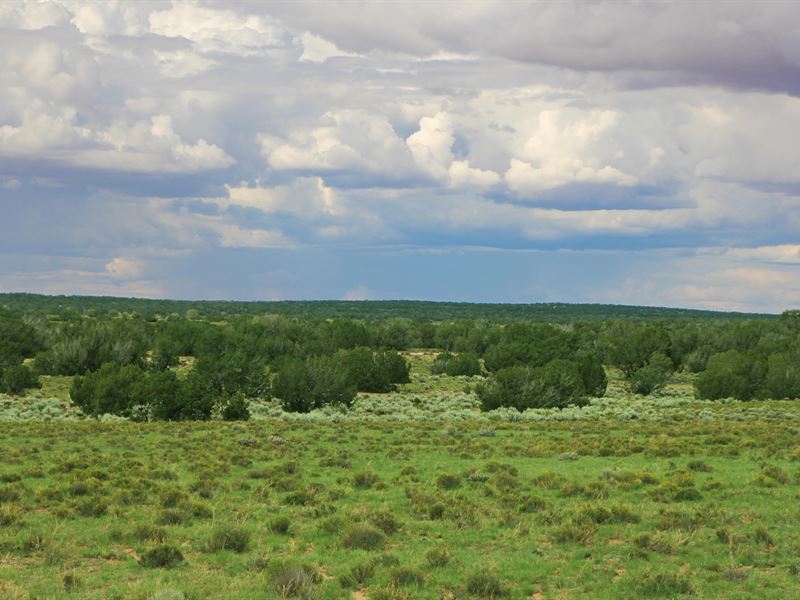 Secluded Northern Arizona Homestead : Saint Johns : Apache County : Arizona