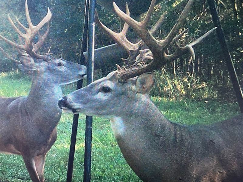 La, Catahoula 247 Acres : Sicily Island : Catahoula Parish : Louisiana