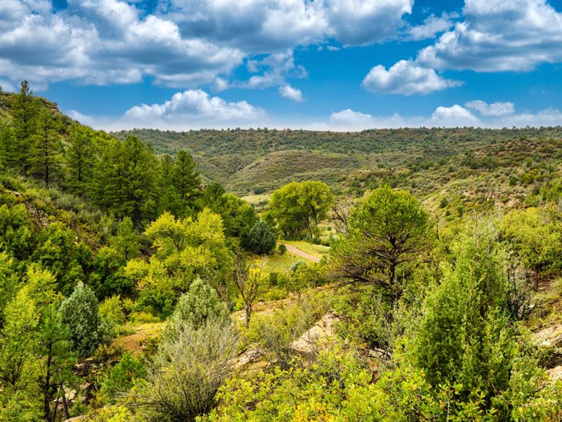 Wooded Mountain Land, Water Well : Weston : Las Animas County : Colorado