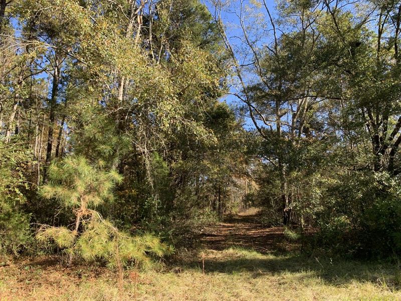 60 Acres in Valley Grande, Dall : Valley Grande : Dallas County : Alabama