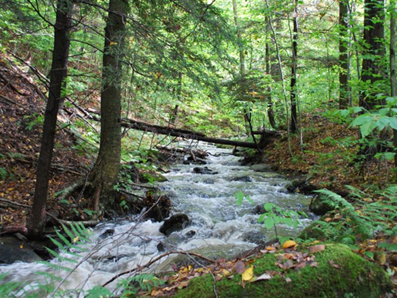 The Woods at Duck Harbor : Equinunk : Wayne County : Pennsylvania