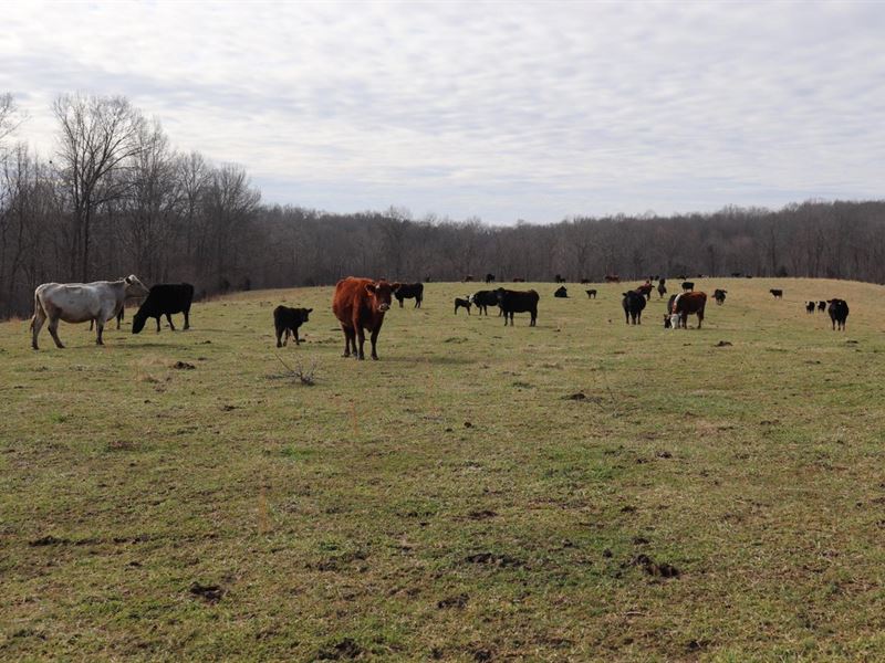 Beautiful Cattle Farm and More, Farm for Sale in Kentucky, #307559 ...