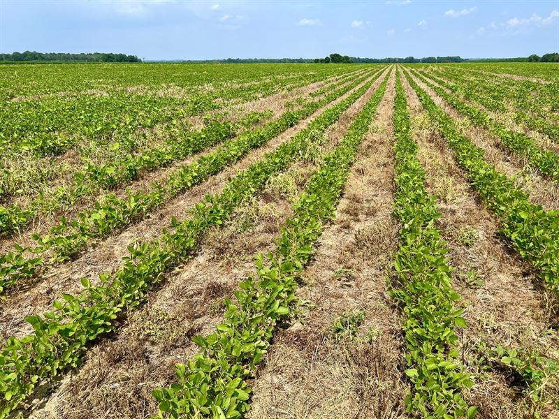 Ag Land & Rd Frontage : Oglethorpe : Macon County : Georgia