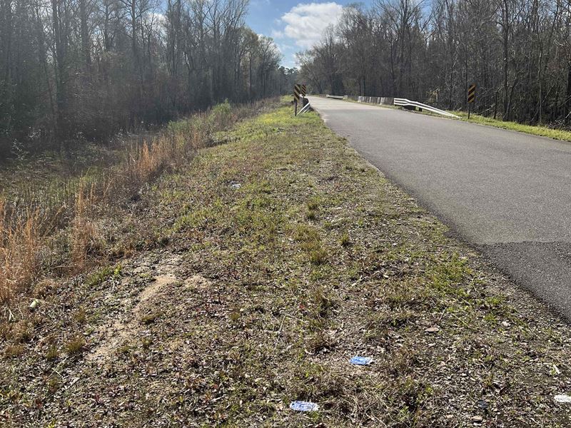 Beautiful Towering Hardwoods : Kinder : Allen Parish : Louisiana