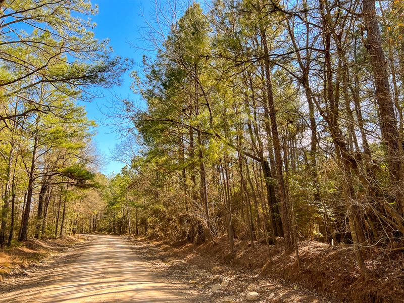 27 Acres, Paces Creek T3077-13 : Corrigan : Polk County : Texas