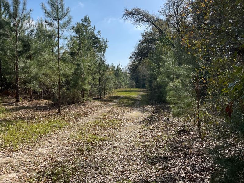 57 Ac East Side Hwy 55 Red Oak : Andalusia : Covington County : Alabama