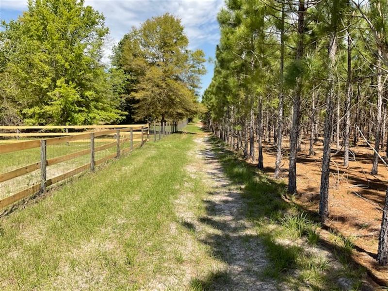 Planted Pines, Pine Straw Income : High Springs : Alachua County : Florida