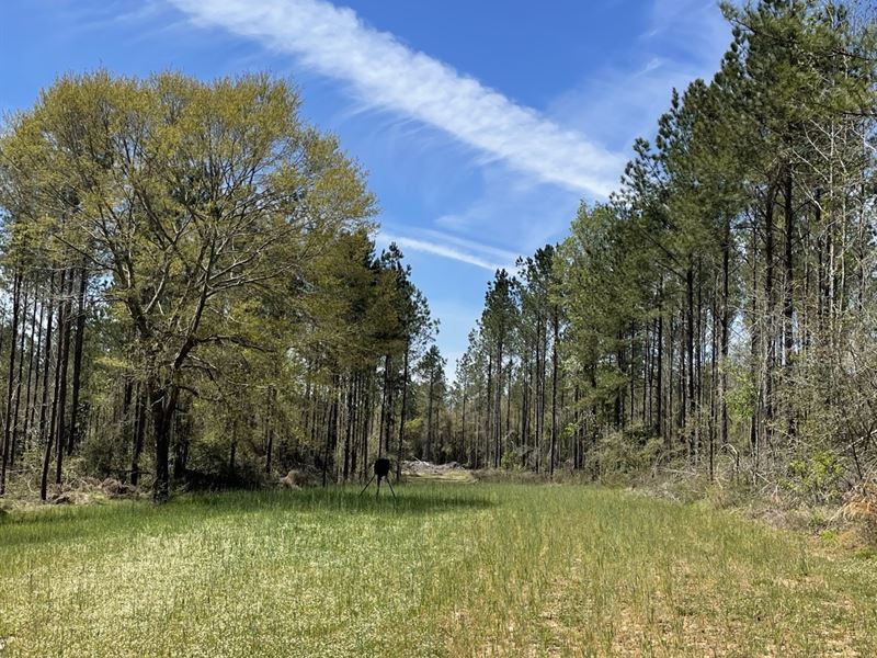 68 Acres Chandler Rd : Andalusia : Covington County : Alabama