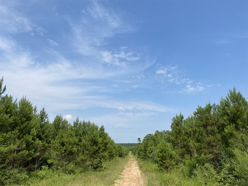 283 Acres, T-10 Red Hollow : Leggett : Polk County : Texas