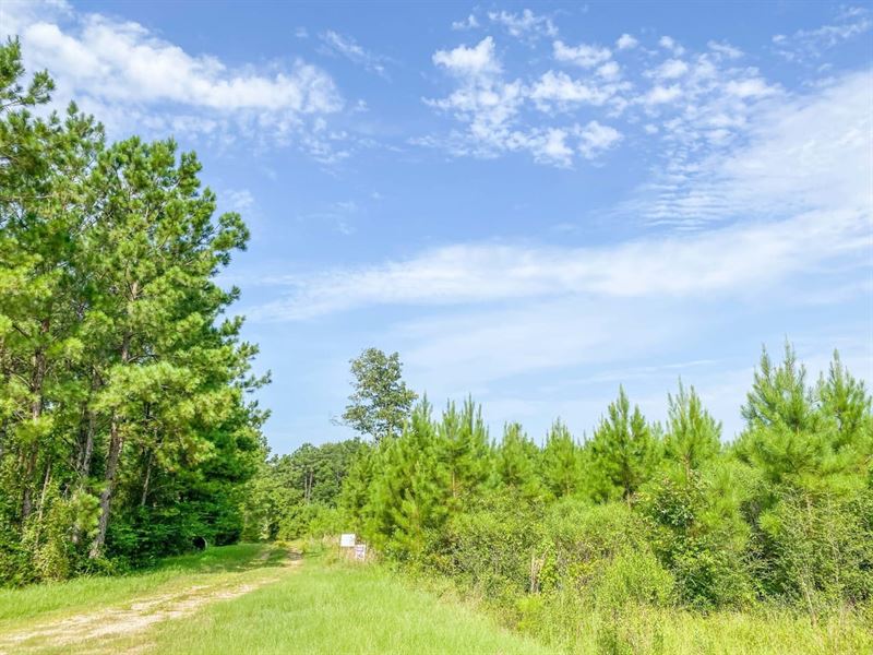 38 Acres, T-6 Indian Springs : Indian Springs : Polk County : Texas