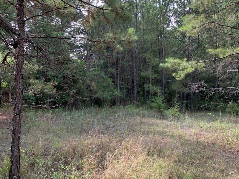 17 Acres Recreational Land, Nacogd, Farm for Sale in Texas, 323059