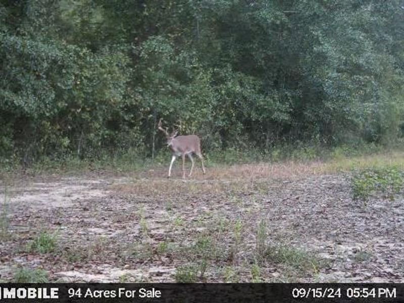 Jackson County 94 Acres : Cottondale : Jackson County : Florida