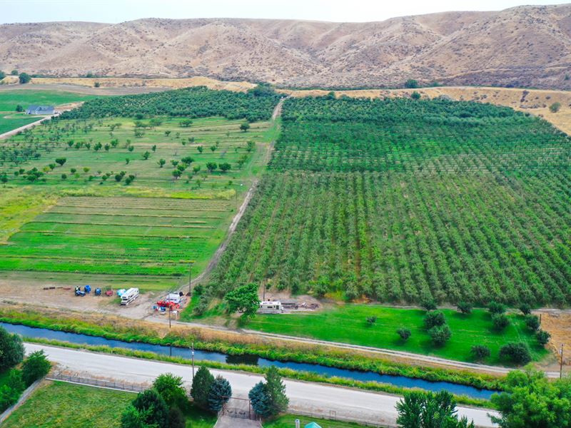 Black Canyon Organic Orchard : Emmett : Gem County : Idaho