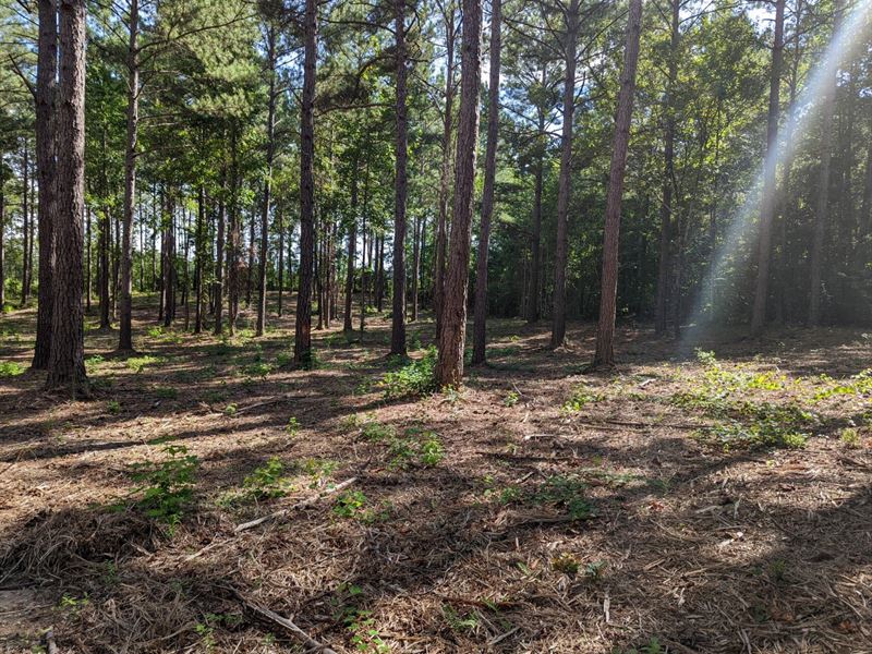 Gorgeous 5 Homesite : Eclectic : Elmore County : Alabama