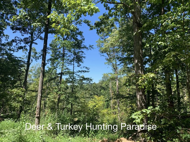 Beautiful Large Tract Hunting Land, Farm for Sale in Tennessee, 332548