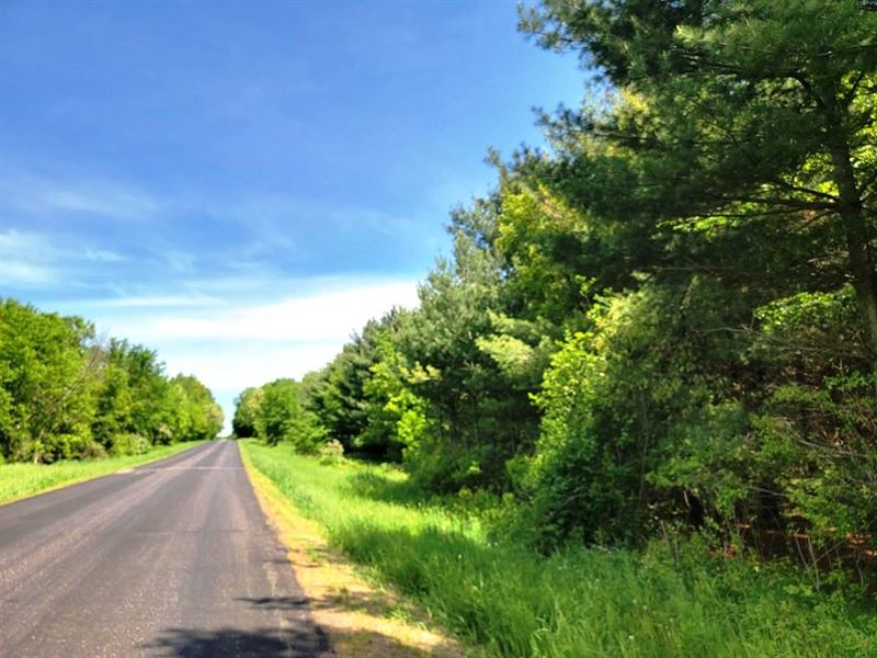 10 Acre Abandoned Farm Now Trees : Deer Park : Polk County : Wisconsin