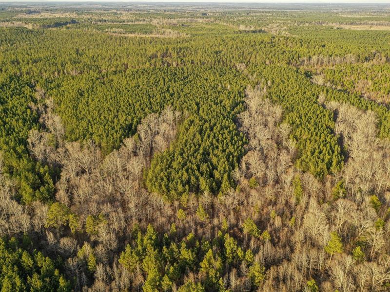 81 Acres Winston County, MS : Noxapater : Winston County : Mississippi