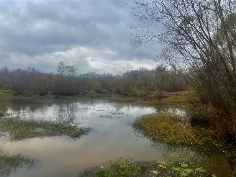 Flooded Timber Duck Hunting Land : Bradford : Gibson County : Tennessee