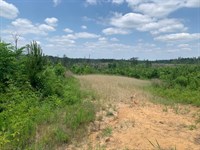 A Turkey Hunter's Dream : Woodville : Wilkinson County : Mississippi