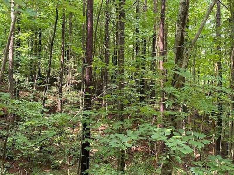 15.48 Acres Near Franklin State : South Pittsburg : Marion County : Tennessee