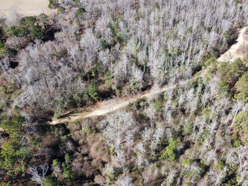 10 Acres in Lee County, AL : Salem : Lee County : Alabama