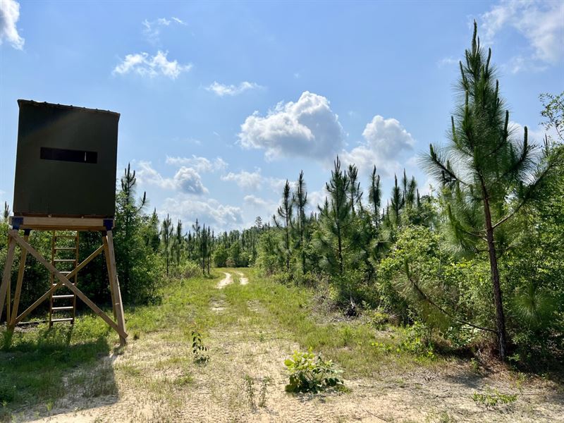 Gulfcrest Road Longleaf Timber : Citronelle : Mobile County : Alabama