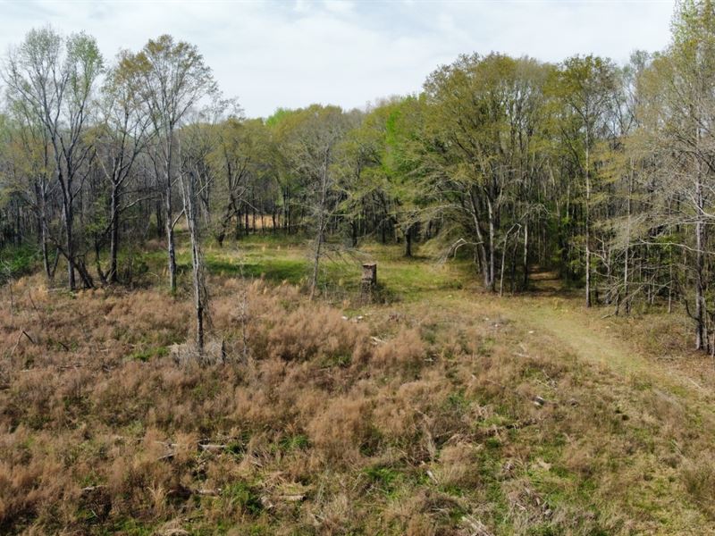 95 Acres Shorter, AL : Shorter : Macon County : Alabama