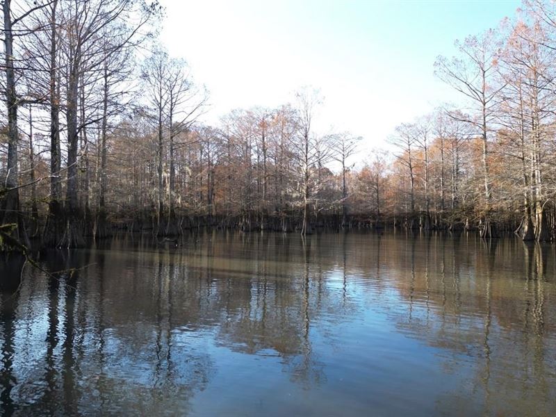 Hunting & Recreational Land : Bogalusa : Washington Parish : Louisiana