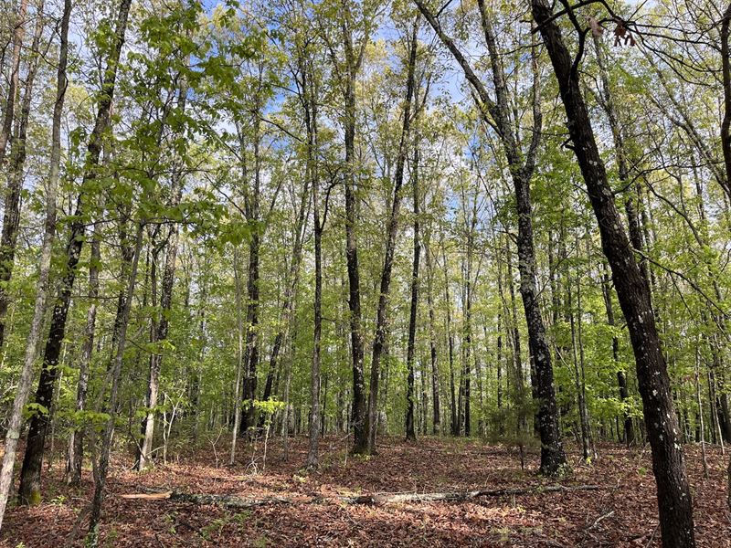 Land for Sale, Timber, Hunting, Farm for Sale in Missouri, 348399