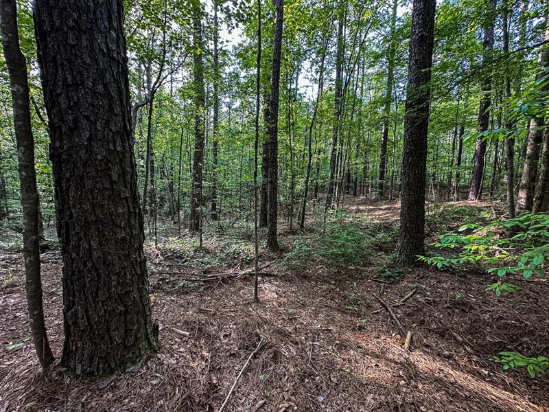 Big Timber 27.5 Acres : Union : Neshoba County : Mississippi