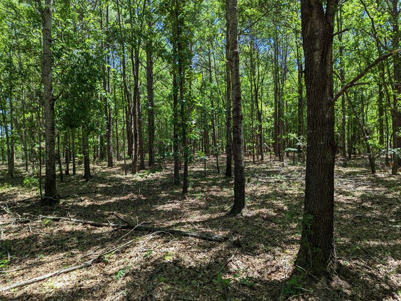 Wallsboro 12 Acre Homesite : Wallsboro : Elmore County : Alabama