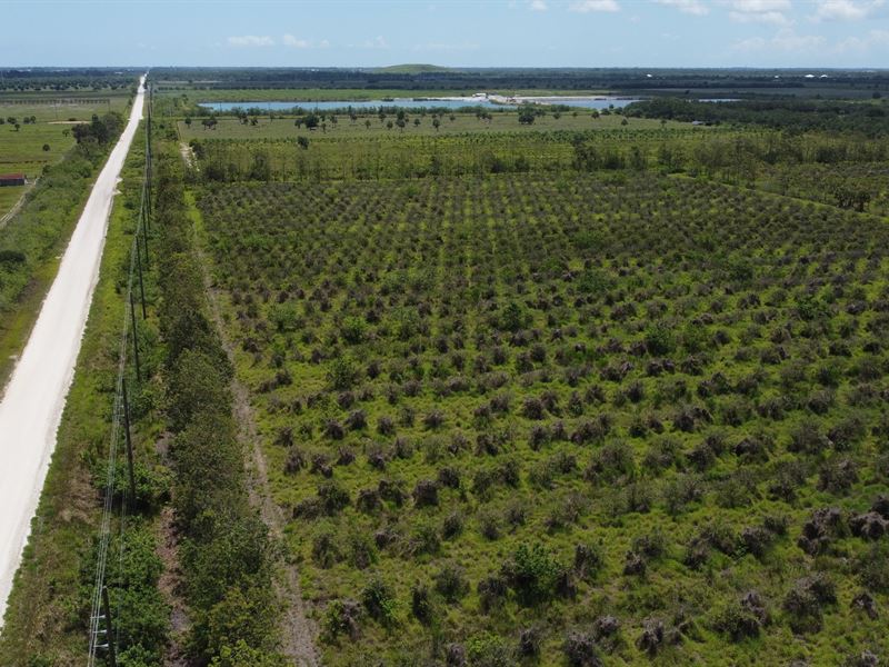 Oslo Road 35 Acres : Vero Beach : Indian River County : Florida