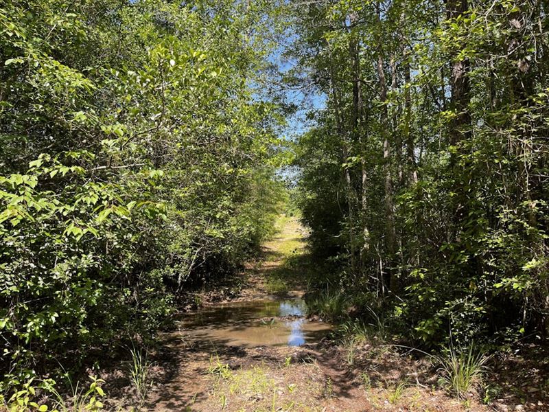 Parrish Branch : Bonifay : Holmes County : Florida