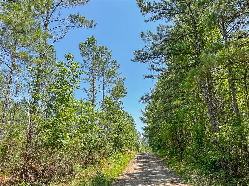 32 Acres, CR 364 T-5 : Zavalla : Angelina County : Texas