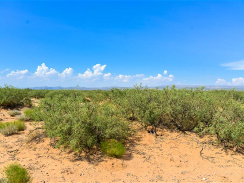 Big Buck for Just a Few Bucks : Van Horn : Culberson County : Texas