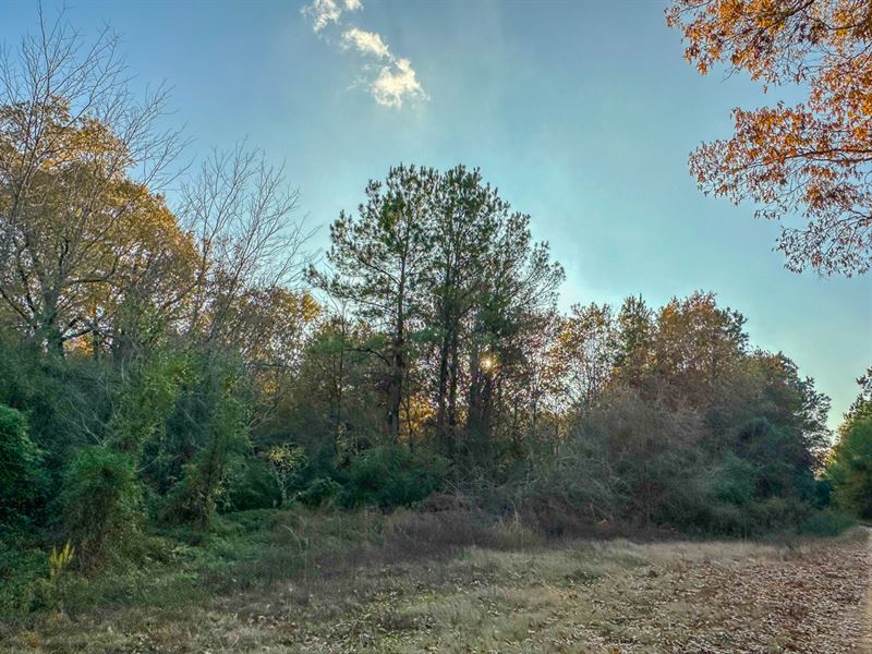 628 Acres, Maya 1004 Tract 4 : Simms : Bowie County : Texas