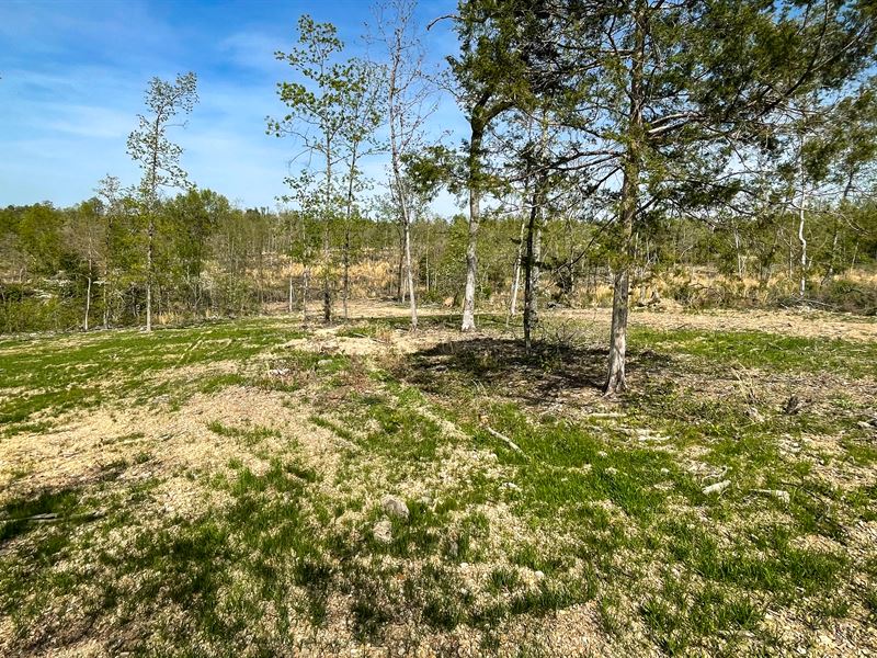 Panoramic Views of Wide-Open Skies : Birch Tree : Oregon County : Missouri