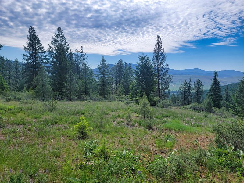 Lynch Creek Tract : Plains : Sanders County : Montana