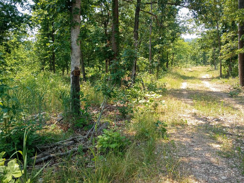 Natural Clearing : Thomasville : Oregon County : Missouri