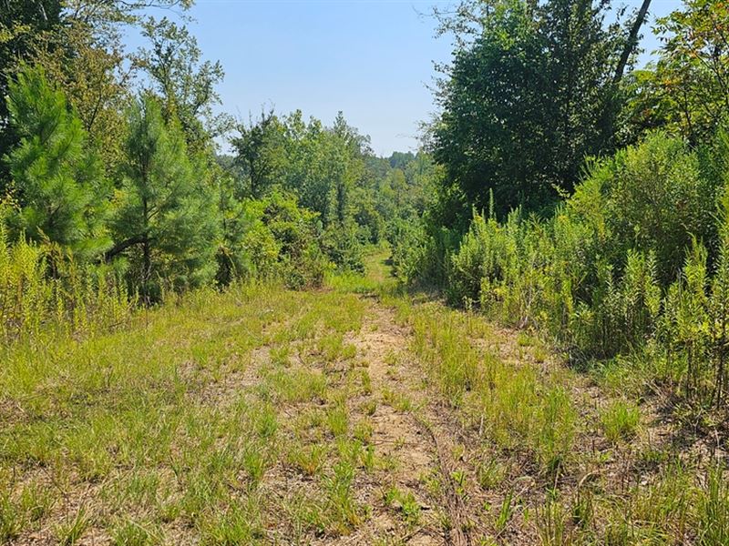 225 Acres in Holmes County, MS : Lexington : Holmes County : Mississippi