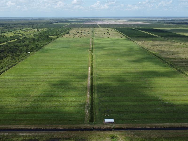 Indian River 78 Acres, Farm for Sale in Florida, 358193 FARMFLIP