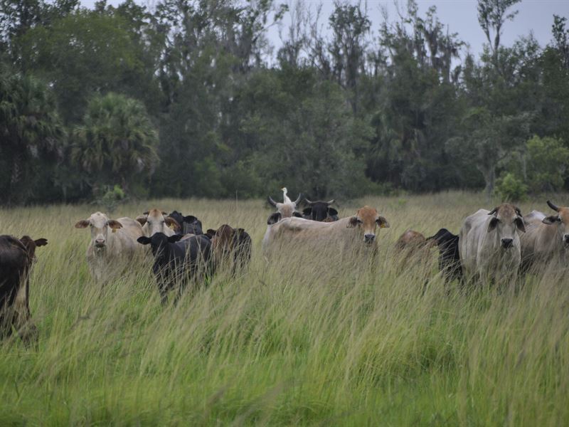 Treasure Island Waterfront Ranch : Leesburg : Lake County : Florida