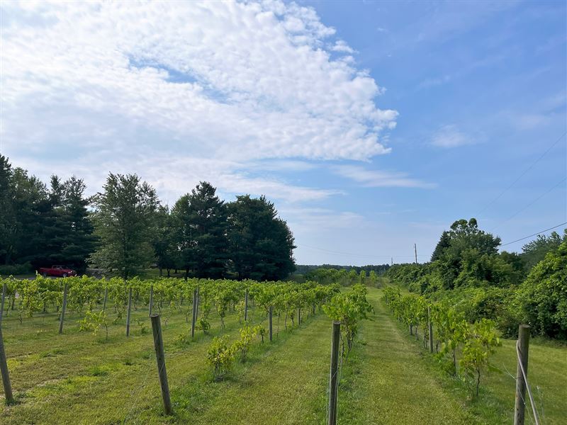 Winery, Vineyard, Brewery, Farm : Tecumseh : Lenawee County : Michigan