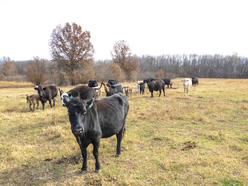 Rainwater 138 : Checotah : McIntosh County : Oklahoma