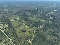 Turkey Scratch Road Timberland : Monticello : Jefferson County : Florida