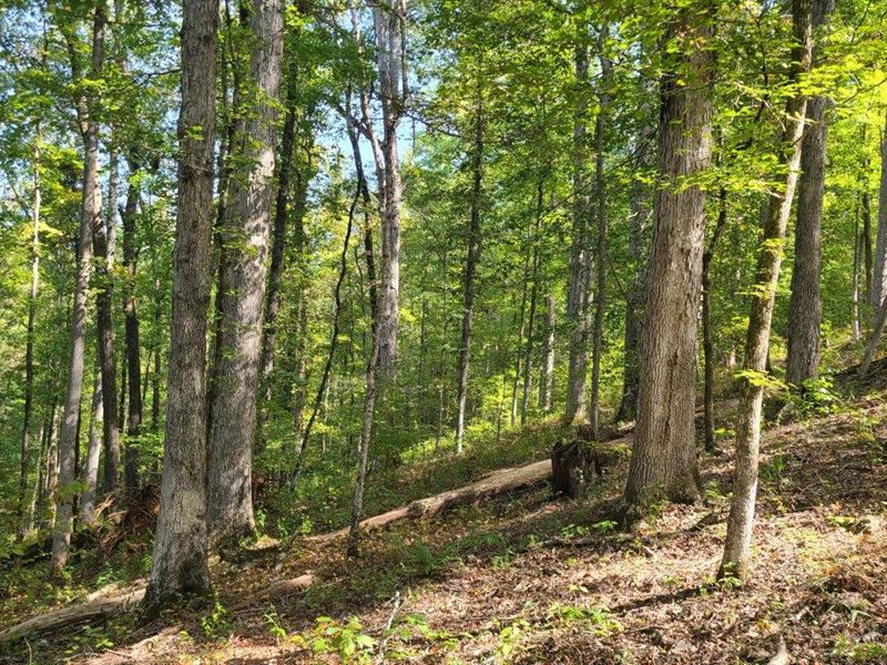 Natural Timber Preserve : Rockford : Coosa County : Alabama