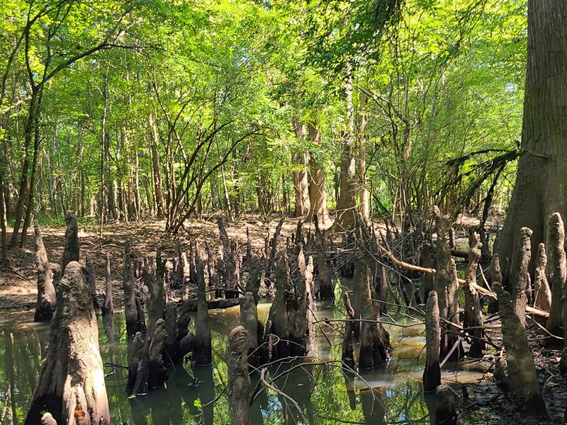 Tombigbee River Frontage : Cortelyou : Washington County : Alabama