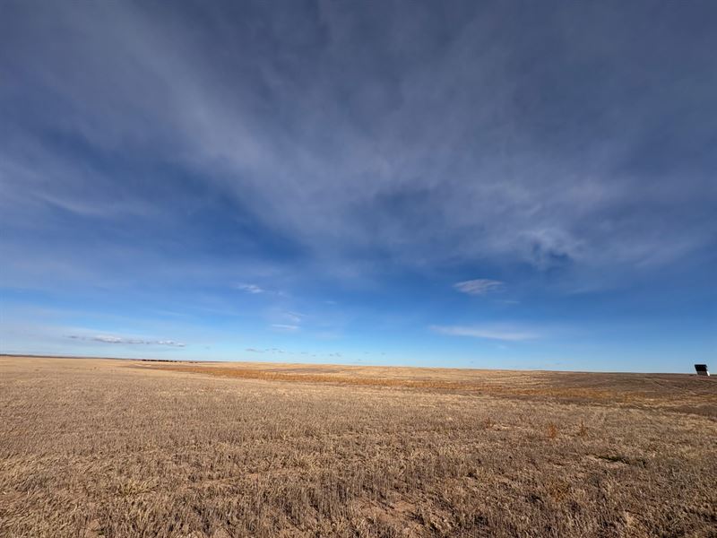 Cheyenne County Dryland Quarter : Saint Francis : Cheyenne County : Kansas