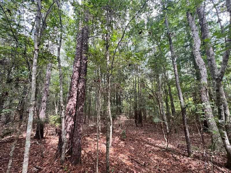 40 Acres in Wayne County, MS : Richton : Wayne County : Mississippi